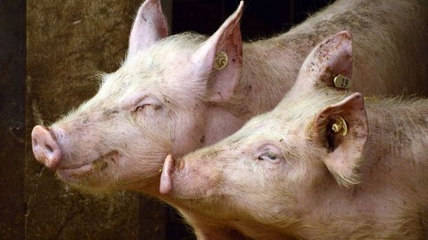 Schlachtschweine lassen sich derzeit etwas schwieriger vermarkten. Schlachtschweine lassen sich derzeit etwas schwieriger vermarkten.
