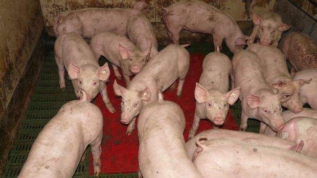 Chinas Schweinebestand fiel im Februar 2019 um 16,6 Prozent kleiner aus als im Vorjahr. Chinas Schweinebestand fiel im Februar 2019 um 16,6 Prozent kleiner aus als im Vorjahr.
