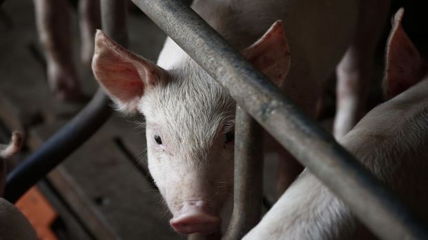 In den letzten Jahren wollte ein wachsender Teil der Tierhalter Geld für neue Stallungen oder deren Modernisierung ausgeben. In den letzten Jahren wollte ein wachsender Teil der Tierhalter Geld für neue Stallungen oder deren Modernisierung ausgeben.