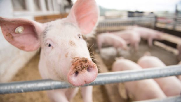 More pigs were counted in Poland. More pigs were counted in Poland.