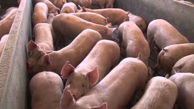 Kanadische Tierhalter haben ihren Bestand an Schweinen und Rindern abgestockt. Kanadische Tierhalter haben ihren Bestand an Schweinen und Rindern abgestockt.