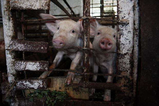 Analysten der FAO gehen davon aus, dass der Schweinebestand im laufenden Jahr um 4 Prozent abnehmen wird. Analysten der FAO gehen davon aus, dass der Schweinebestand im laufenden Jahr um 4 Prozent abnehmen wird.