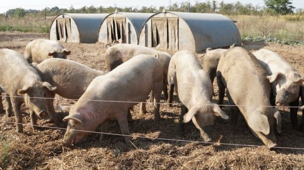Diese Schweine werden in Freiluft gehalten. Diese Schweine werden in Freiluft gehalten.