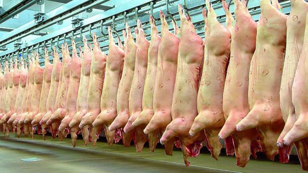 Schweinehälften in einem belgischen Kühlhaus. Schweinehälften in einem belgischen Kühlhaus.
