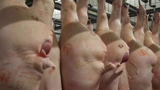 Schweinehälften am Haken Schweinehälften am Haken