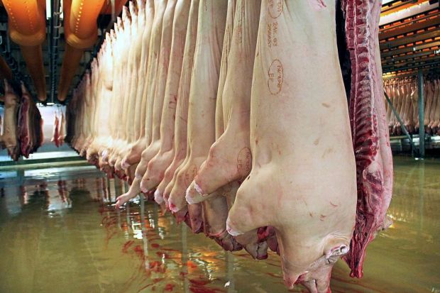 Während die Verkäufe innerhalb der EU im ersten Quartal 2019 schwächelten, florierte das Drittlandsgeschäft der Dänen mit Schweinefleisch. Vor allem die Lieferungen nach China legten kräftig zu. Während die Verkäufe innerhalb der EU im ersten Quartal 2019 schwächelten, florierte das Drittlandsgeschäft der Dänen mit Schweinefleisch. Vor allem die Lieferungen nach China legten kräftig zu.