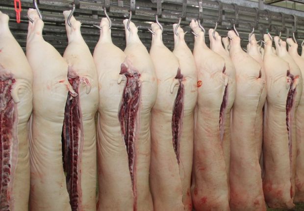 Schweinehälften Schweinehälften
