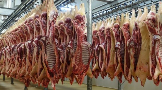 Schweinehälften im Kühlraum. Schweinehälften im Kühlraum.