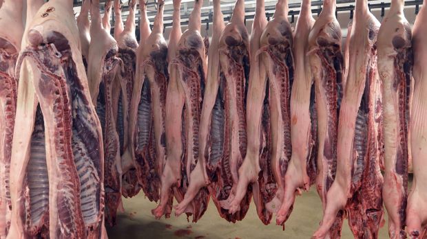Schweinefleisch aus Deutschland ist in China gefragt. Ein Einschleppen der Afrikanischen Schweinepest würde die Lieferungen auf diesen attraktiven Markt unterbrechen. Schweinefleisch aus Deutschland ist in China gefragt. Ein Einschleppen der Afrikanischen Schweinepest würde die Lieferungen auf diesen attraktiven Markt unterbrechen.