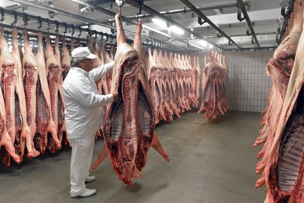 Auch der vermutlich noch weiter steigende Schweinepreis hält die Schlachtunternehmen nicht davon ab, ihre Kapazitäten bestmöglich auszulasten. Auch der vermutlich noch weiter steigende Schweinepreis hält die Schlachtunternehmen nicht davon ab, ihre Kapazitäten bestmöglich auszulasten.