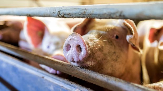 Rund 24 Prozent der in Deutschland geschlachteten Mastschweine stammen von ITW-Betrieben. Rund 24 Prozent der in Deutschland geschlachteten Mastschweine stammen von ITW-Betrieben.