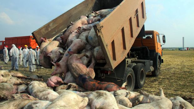 Die Keulung und Vernichtung der Kadaver, wie hier bei einem Ausbruch in Russland, ist derzeit die einzige Möglichkeit, mit der Afrikanischen Schweinepest in Nutztierbeständen umzugehen. Die Keulung und Vernichtung der Kadaver, wie hier bei einem Ausbruch in Russland, ist derzeit die einzige Möglichkeit, mit der Afrikanischen Schweinepest in Nutztierbeständen umzugehen.