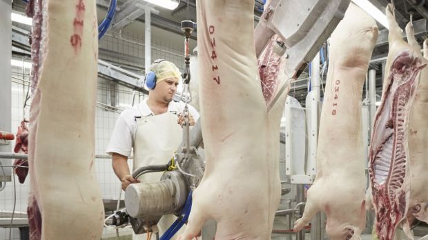 Spalten von Schweinehälften. Spalten von Schweinehälften.