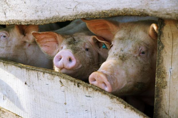 In der Schweinemast fallen neben Kohlendioxid auch die klimawirksamen Gase Methan und Lachgas an. In der Schweinemast fallen neben Kohlendioxid auch die klimawirksamen Gase Methan und Lachgas an.