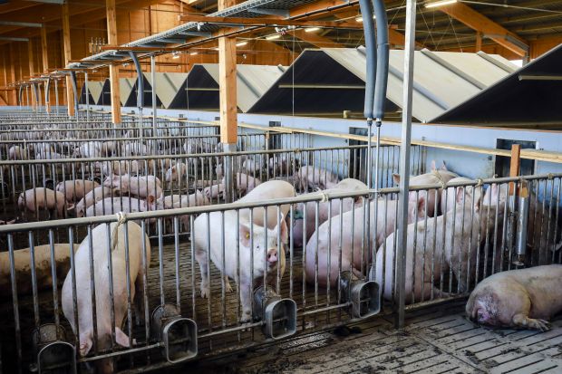 Der moderne Schweinestall sorgt für mehr Tierwohl. Unter anderem durch mehr Platz, bessere Belüftung, Tageslicht, Spielmaterial für die Tiere und einer Strohlage in den Boxen. Der moderne Schweinestall sorgt für mehr Tierwohl. Unter anderem durch mehr Platz, bessere Belüftung, Tageslicht, Spielmaterial für die Tiere und einer Strohlage in den Boxen.