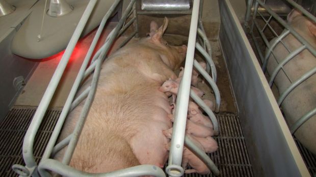 Muttersau in der Abferkelbucht zum Schutz des Nachwuchses. Muttersau in der Abferkelbucht zum Schutz des Nachwuchses.