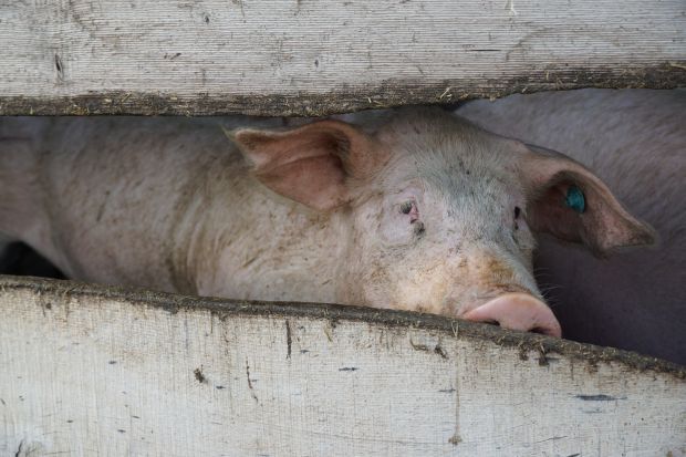 Der Handel mit Schlachtschweinen läuft in der aktuellen Woche weiterhin flott. Der Handel mit Schlachtschweinen läuft in der aktuellen Woche weiterhin flott.