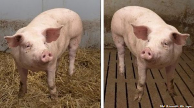 Ein Schwein mit erhobenem Kopf und aufgestellten Ohren wurde als "glückliches" Tier in unterschiedliche Ställe retuschiert. Ein Schwein mit erhobenem Kopf und aufgestellten Ohren wurde als "glückliches" Tier in unterschiedliche Ställe retuschiert.