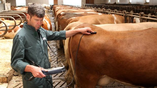 Für die Betreuung von Nutztierbeständen sind Tierärzte unverzichtbar. Für die Betreuung von Nutztierbeständen sind Tierärzte unverzichtbar.