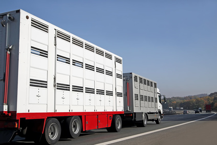 Der Transport von Lebendvieh steht nicht nur in Deutschland in der Kritik. Die Veterinäre fordern mehr Klarheit und Rechtssicherheit beim Export in Drittstaaten. Der Transport von Lebendvieh steht nicht nur in Deutschland in der Kritik. Die Veterinäre fordern mehr Klarheit und Rechtssicherheit beim Export in Drittstaaten.