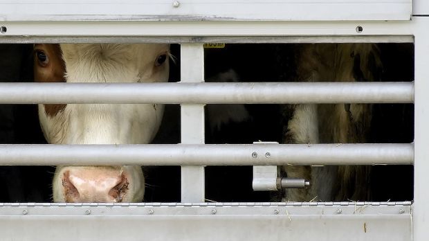 „Strafen, die weh tun“ versprach Bundeslandwirtschaftsministerin Klöckner denen, die bei zu großer Hitze Tiere transportieren. „Strafen, die weh tun“ versprach Bundeslandwirtschaftsministerin Klöckner denen, die bei zu großer Hitze Tiere transportieren.