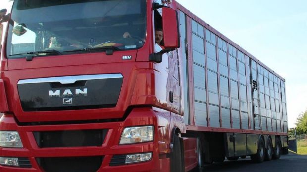 Veterinärverbände appellieren an bayerische Europaparlamentarier, Langzeittransporte in Drittstaaten vorerst zu stoppen. Veterinärverbände appellieren an bayerische Europaparlamentarier, Langzeittransporte in Drittstaaten vorerst zu stoppen.