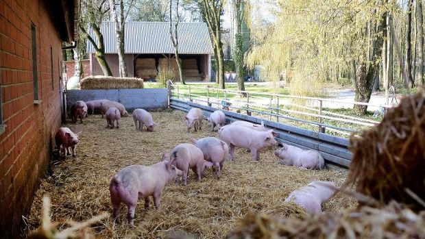Landwirte, die für ihre Tiere einen Auslauf schaffen wollen, scheiterten bisher oft an den hohen Hürden für die Genehmigung. Landwirte, die für ihre Tiere einen Auslauf schaffen wollen, scheiterten bisher oft an den hohen Hürden für die Genehmigung.