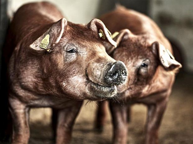 Bei der kosteneffizienten Erzeugung von Schweinefleisch unterliegen alle Prozesse genau gesteuerten Vorgaben. Bei der kosteneffizienten Erzeugung von Schweinefleisch unterliegen alle Prozesse genau gesteuerten Vorgaben.