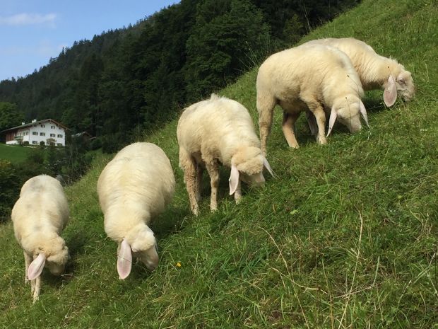 Weidehaltung von Schafen im Berchtesgadener Land. Weidehaltung von Schafen im Berchtesgadener Land.