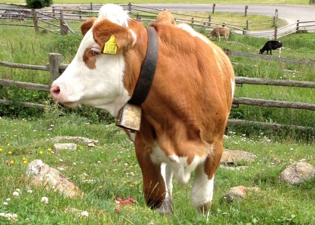 Weidekühe in den Bergregionen tragen Glocken. Darum entbrannte in Bayern ein Streit. Weidekühe in den Bergregionen tragen Glocken. Darum entbrannte in Bayern ein Streit.