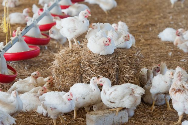 Die langsamer wachsenden Masthühner aus dem Privathof-Projekt haben im Stall deutlich mehr Platz, Tageslicht, Strohballen, Picksteine und Sitzstangen zur Verfügung.
Die langsamer wachsenden Masthühner aus dem Privathof-Projekt haben im Stall deutlich mehr Platz, Tageslicht, Strohballen, Picksteine und Sitzstangen zur Verfügung.