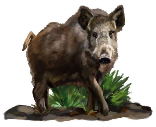 Trotz des Aufhebens der sozialen Barrikaden und der spektakulären Inszenierung, macht das Wild auch im hohen Mittelalter nur höchstens 5 Prozent der gesamten Fleischnahrung aus. Trotz des Aufhebens der sozialen Barrikaden und der spektakulären Inszenierung, macht das Wild auch im hohen Mittelalter nur höchstens 5 Prozent der gesamten Fleischnahrung aus.