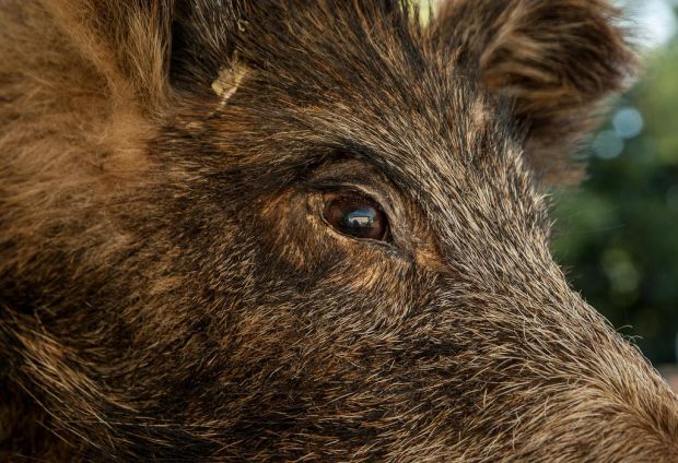 In den Niederlanden soll der Wildschwein-Bestand stark dezimiert werden. In den Niederlanden soll der Wildschwein-Bestand stark dezimiert werden.