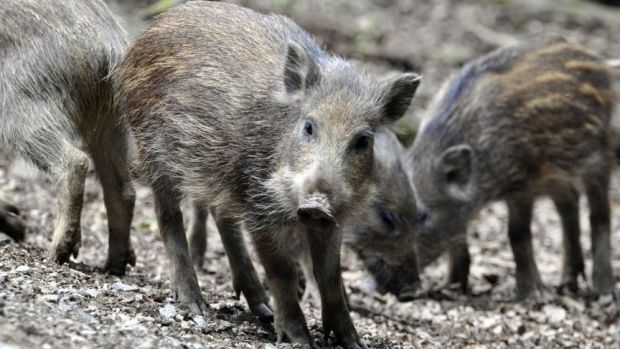 Wildschweine schleppen die Afrikanische Schweinepest in die Europäische Union ein. Zuletzt wiesen die Tiere ASP-Antikörper auf. Wildschweine schleppen die Afrikanische Schweinepest in die Europäische Union ein. Zuletzt wiesen die Tiere ASP-Antikörper auf.