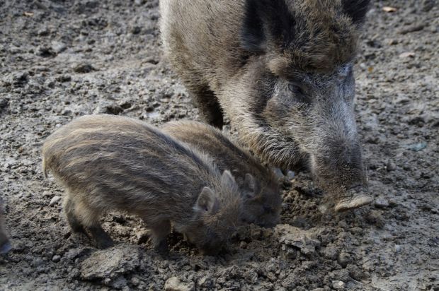 Wildschwein mit zwei Frischlingen Wildschwein mit zwei Frischlingen