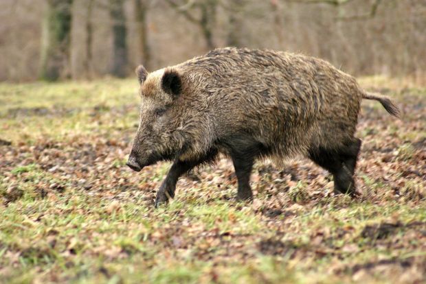 Das Eindringen eines einzigen, an ASP erkrankten Wildschweins könnte den gesamten Schweinefleischsektor eines Landes bedrohen. Mindestens käme der Export zum Erliegen, was im Fall von Dänemark einem Verlust von umgerechnet 1,47 Mrd. Euro pro Jahr entspräche. Das Eindringen eines einzigen, an ASP erkrankten Wildschweins könnte den gesamten Schweinefleischsektor eines Landes bedrohen. Mindestens käme der Export zum Erliegen, was im Fall von Dänemark einem Verlust von umgerechnet 1,47 Mrd. Euro pro Jahr entspräche.