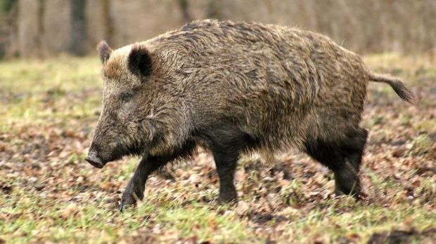 Die Afrikanische Schweinepest bleibt ein zentrales Thema für die Landwirte. Die Afrikanische Schweinepest bleibt ein zentrales Thema für die Landwirte.
