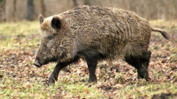 Die Afrikanische Schweinepest ist in der Slowakei ausgebrochen. Die Afrikanische Schweinepest ist in der Slowakei ausgebrochen.