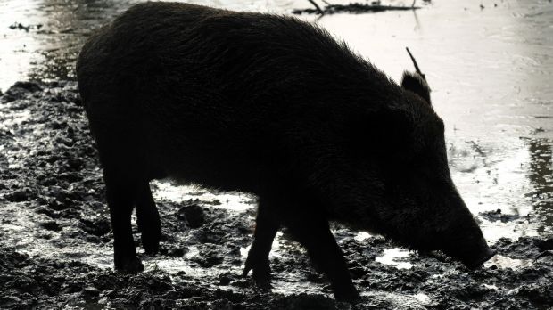 Die Afrikanische Schweinepest kommt der Grenze zu Deutschland bedrohlich nahe. Die Afrikanische Schweinepest kommt der Grenze zu Deutschland bedrohlich nahe.