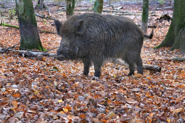 Die Gefahr der Einschleppung steigt. Die Gefahr der Einschleppung steigt.