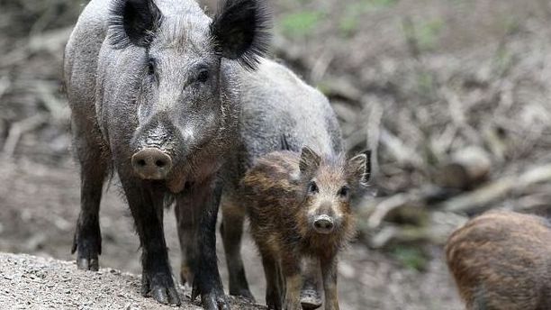 Für Wildschweine könnte es bald einen Impfstoff gegen die Afrikanische Schweinepest geben. Für Wildschweine könnte es bald einen Impfstoff gegen die Afrikanische Schweinepest geben.