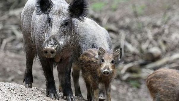 Die Afrikanische Schweinepest breitet sich weiter aus. Die Afrikanische Schweinepest breitet sich weiter aus.