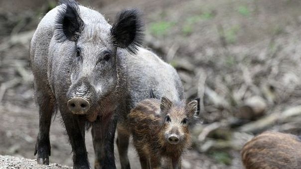 Die Weltorganisation für Tiergesundheit (OIE) bestätigte die Ausbrüche der Afrikanischen Schweinepest in Serbien und Myanmar. Die Weltorganisation für Tiergesundheit (OIE) bestätigte die Ausbrüche der Afrikanischen Schweinepest in Serbien und Myanmar.