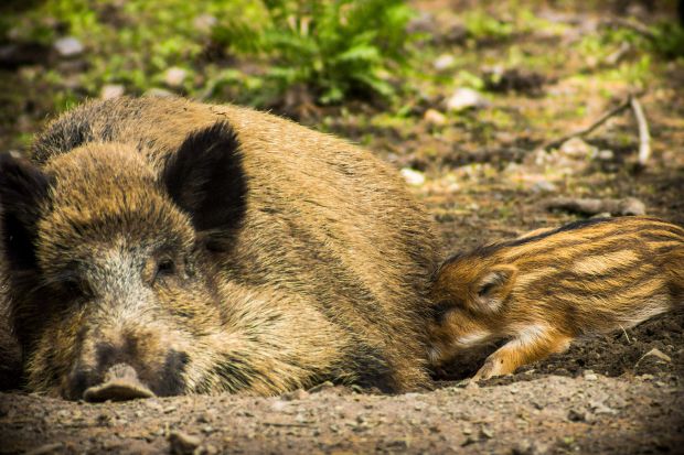 Eine „unkontrollierte“ Ausbreitung der Wildschweine ein relevanter Faktor bei der Ausbreitung der ASP. Eine „unkontrollierte“ Ausbreitung der Wildschweine ein relevanter Faktor bei der Ausbreitung der ASP.