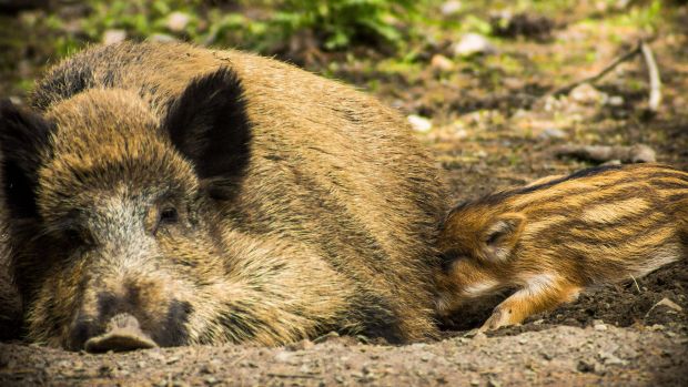Die Jäger haben in der Jagdsaison 2017/18 einen erheblichen Teil zur ASP-Bekämpfung beigetragen. Die Jäger haben in der Jagdsaison 2017/18 einen erheblichen Teil zur ASP-Bekämpfung beigetragen.