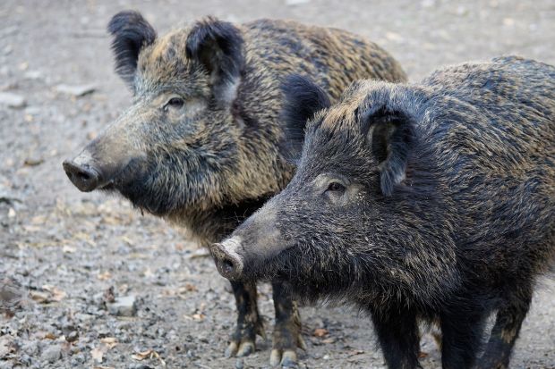 In Belgien wurden seit dem ersten Ausbruch bis zum vergangenen Freitag 550 infizierte Wildschweine gefunden. In Belgien wurden seit dem ersten Ausbruch bis zum vergangenen Freitag 550 infizierte Wildschweine gefunden.