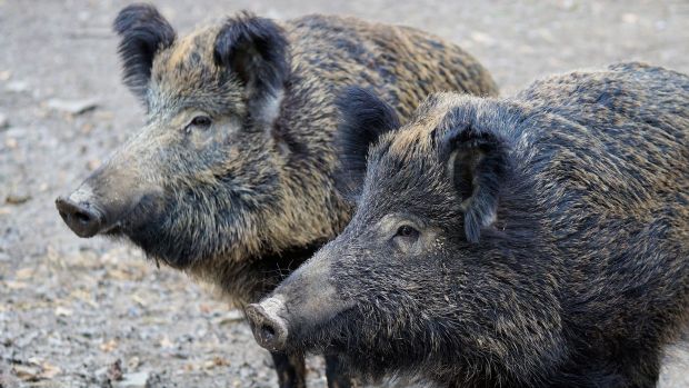 Gruppe von Wildschweinen. Die Schwarzkittel schleppen die Afrikanische Schweinepest (ASP) in die Europäische Union ein. Gruppe von Wildschweinen. Die Schwarzkittel schleppen die Afrikanische Schweinepest (ASP) in die Europäische Union ein.