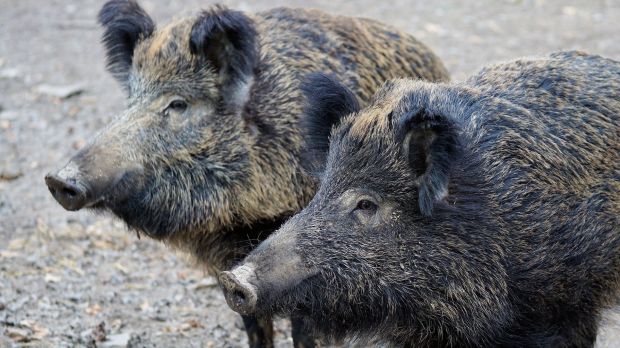 Die aktuellen Maßnahmen gegen die Afrikanische Schweinepest in Polen reichen für die Fleischverarbeiter nicht aus. Die aktuellen Maßnahmen gegen die Afrikanische Schweinepest in Polen reichen für die Fleischverarbeiter nicht aus.