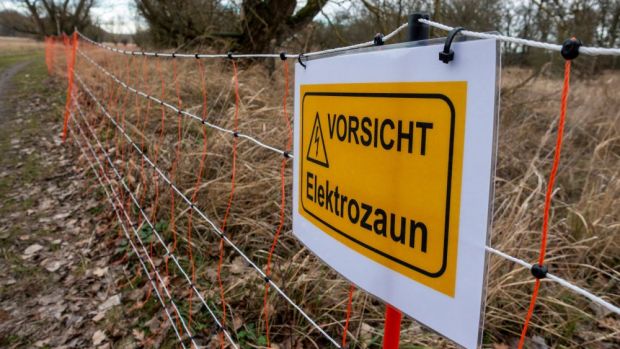 Ein elektrischer Wildschutzzaum entlang der polnischen Grenze, auf dem Foto nördlich von Frankfurt (Oder) soll das Einschleppen der Afrikanischen Schweinepest (ASP) nach Deutschland verhindern. Ein elektrischer Wildschutzzaum entlang der polnischen Grenze, auf dem Foto nördlich von Frankfurt (Oder) soll das Einschleppen der Afrikanischen Schweinepest (ASP) nach Deutschland verhindern.