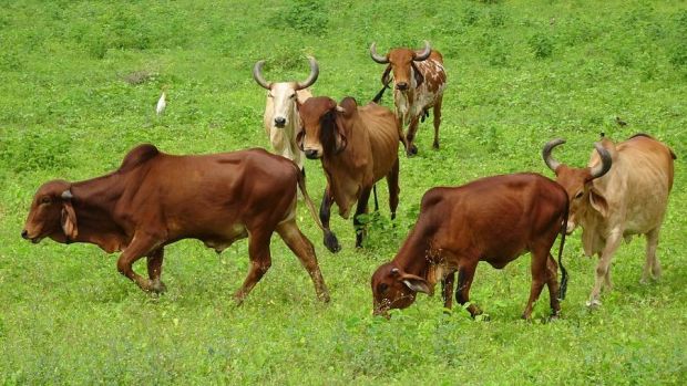 Zebu-Rinder Zebu-Rinder